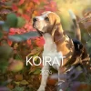 Burde Seinakalenteri 2024 Koirat